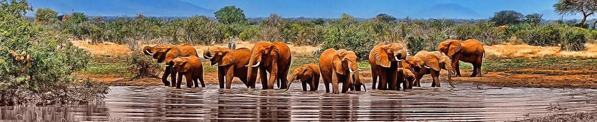 Mopani Accommodation footer banner